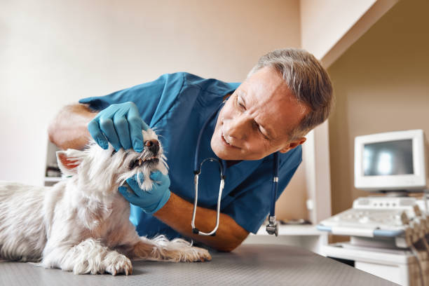 Best Emergency Tooth Extraction in Des Moines, IA